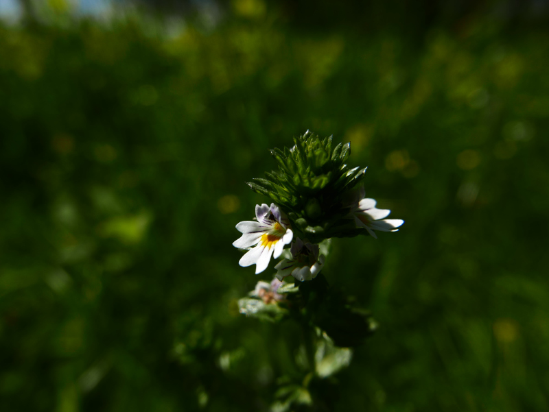 Eyebright Euphrasia Sooill-sollys