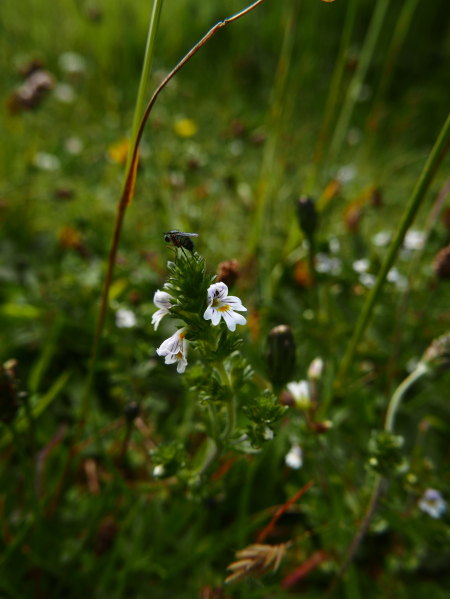 Eyebright Euphrasia Sooill-sollys