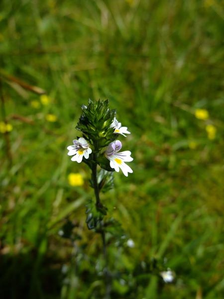 Eyebright Euphrasia Sooill-sollys