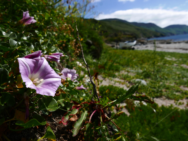 Field Bindweed Convolvulus arvensis Kiangleyder magheragh