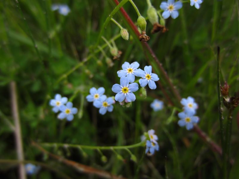 Field Forget-me-not Myosotis arvensis lus y chooinaght