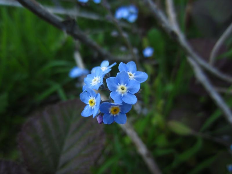 Field Forget-me-not Myosotis arvensis lus y chooinaght