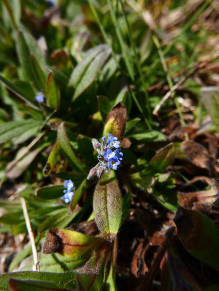 Field Forget-me-not Myosotis arvensis lus y chooinaght