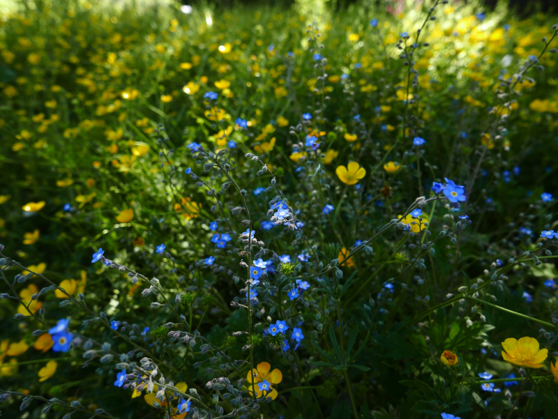 Field Forget-me-not Myosotis arvensis lus y chooinaght