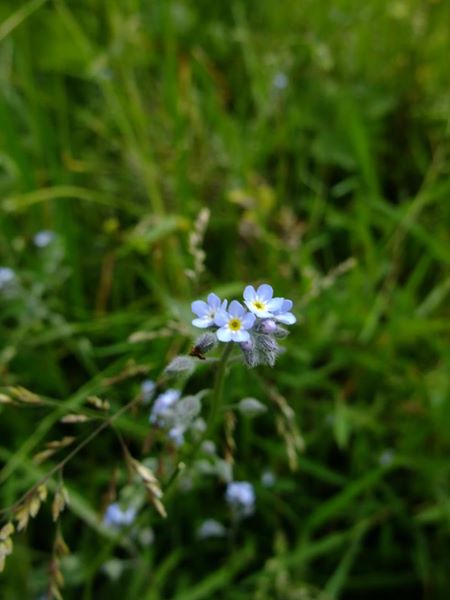 Field Forget-me-not Myosotis arvensis lus y chooinaght