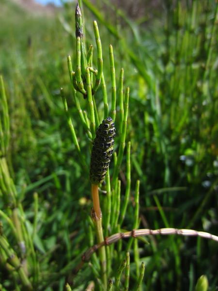 Field Horsetail Equisetum arvense gollianagh