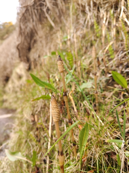 Field Horsetail Equisetum arvense gollianagh