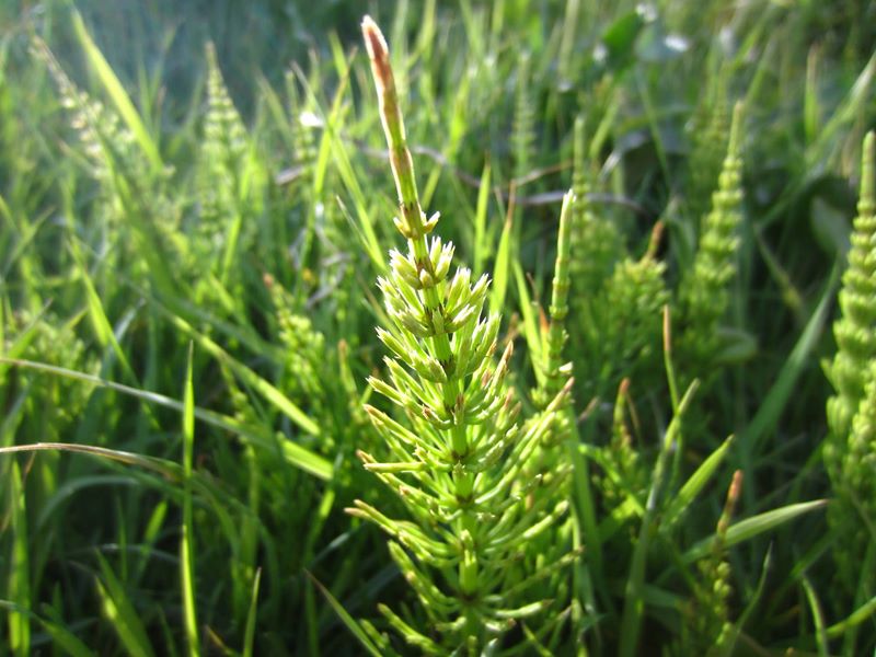 Field Horsetail Equisetum arvense gollianagh