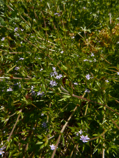 Field Madder Sherardia arvensis Maddyr magheragh