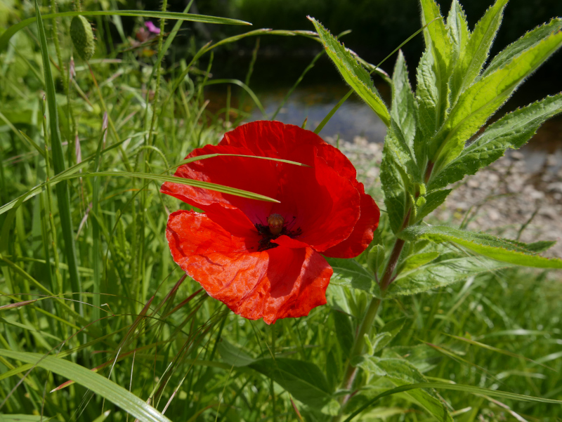 Field Poppy Papaver rhoeas lus y chadlee