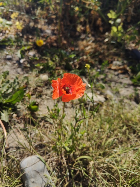 Field Poppy Papaver rhoeas lus y chadlee