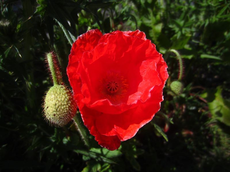 Field Poppy Papaver rhoeas lus y chadlee