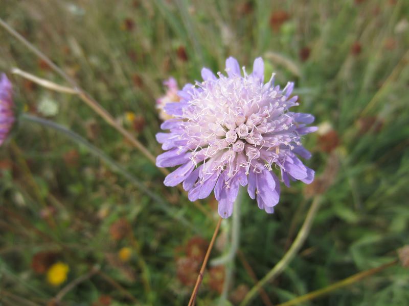 Field Scabious Knautia arvensis Guilley gorryman