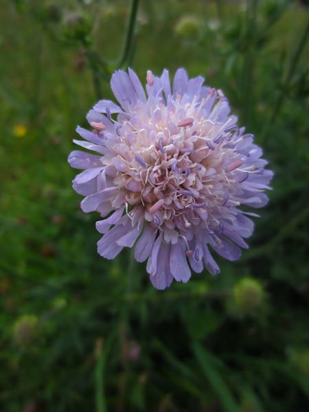 Field Scabious Knautia arvensis Guilley gorryman