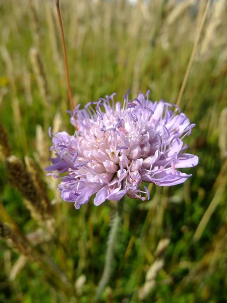 Field Scabious Knautia arvensis Guilley gorryman