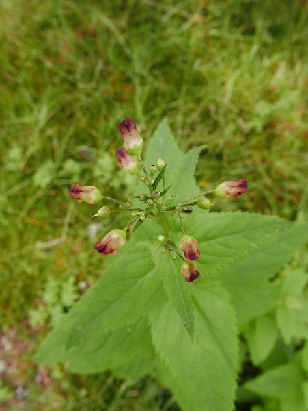 Figwort Scrophularia nodosa Lus-ghone