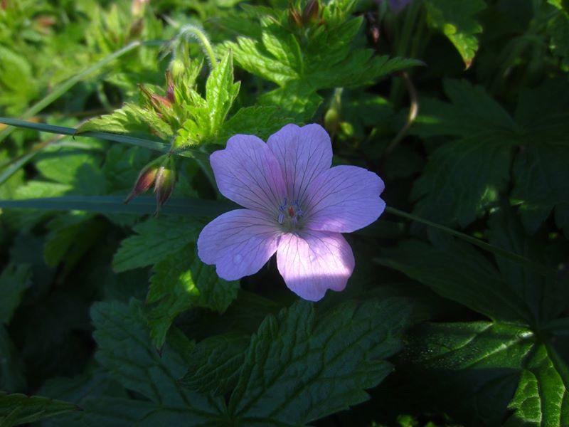 French Cranesbill Geranium endressii Cass-calmane