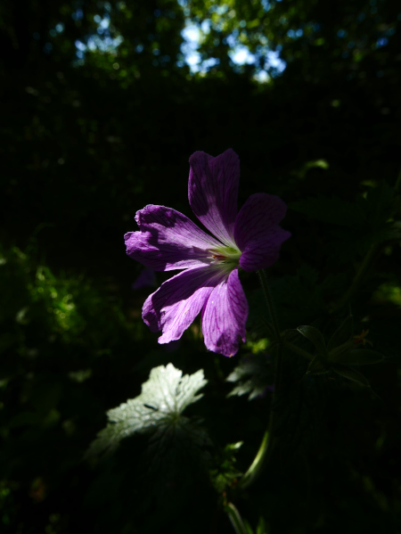 French Cranesbill Geranium endressii Cass-calmane