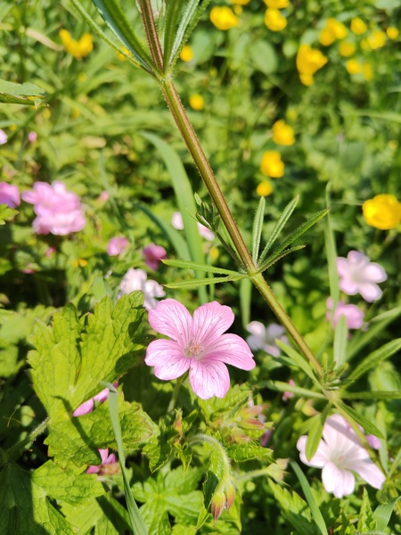 French Cranesbill Geranium endressii Cass-calmane