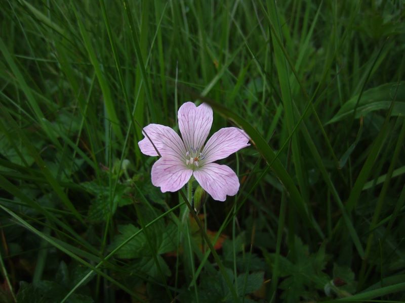 French Cranesbill Geranium endressii Cass-calmane