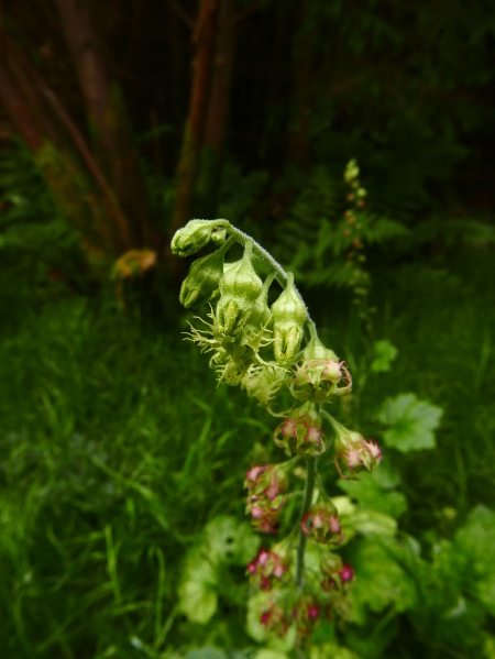 Fringe Cups Tellima grandiflora 