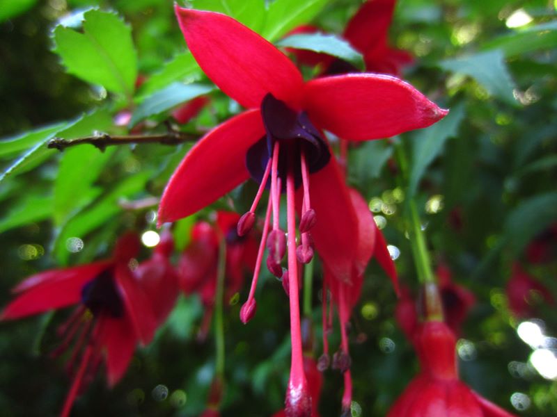 Fuchsia Fuchsia Magellanica Jeiryn Yee