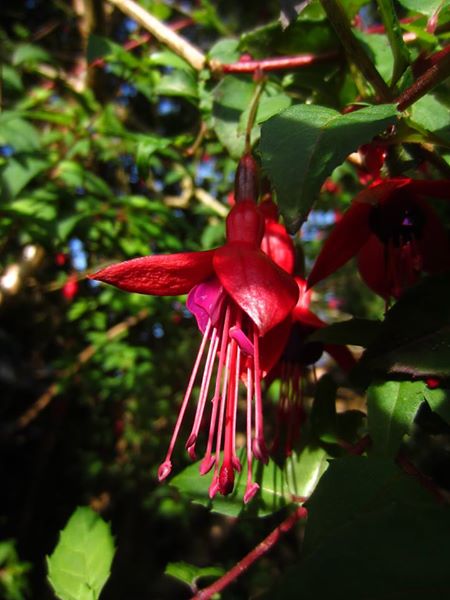 Fuchsia Fuchsia Magellanica Jeiryn Yee