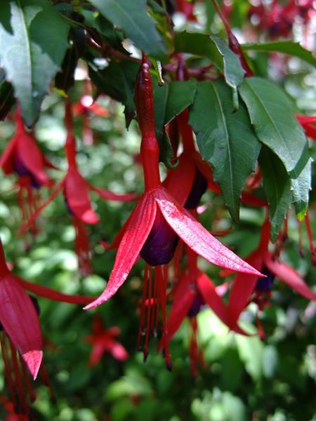 Fuchsia Fuchsia Magellanica Jeiryn Yee