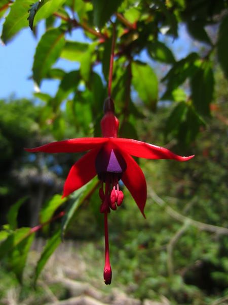 Fuchsia Fuchsia Magellanica Jeiryn Yee