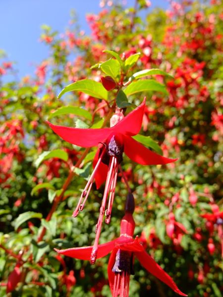 Fuchsia Fuchsia Magellanica Jeiryn Yee