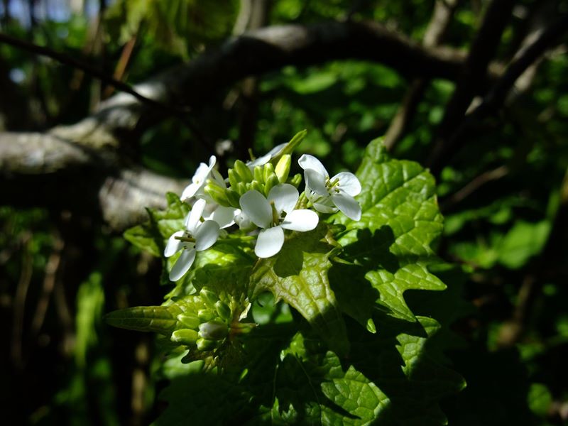 Garlic Mustard Alliaria petiolata Garleid cheylley