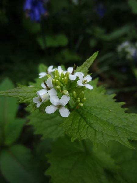 Garlic Mustard Alliaria petiolata Garleid cheylley