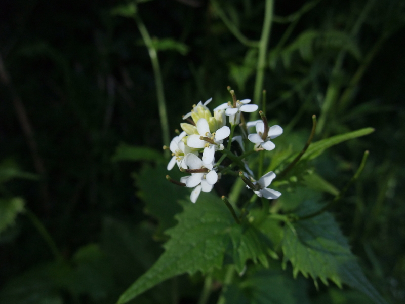 Garlic Mustard Alliaria petiolata Garleid cheylley