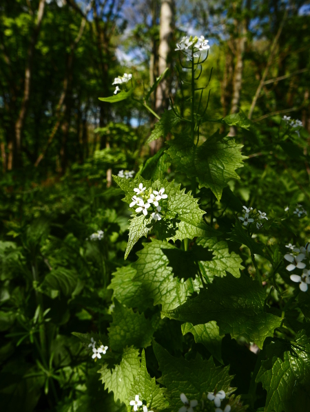 Garlic Mustard Alliaria petiolata Garleid cheylley