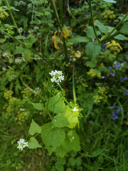 Garlic Mustard Alliaria petiolata Garleid cheylley