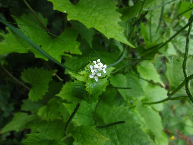 Garlic Mustard Alliaria petiolata Garleid cheylley