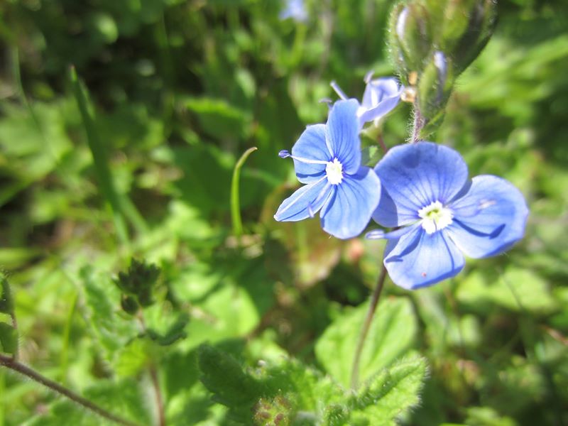 Germander Speedwell Veronica chamaedrys Lus-chray chadjin