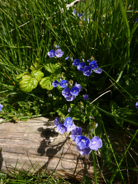 Germander Speedwell Veronica chamaedrys Lus-chray chadjin