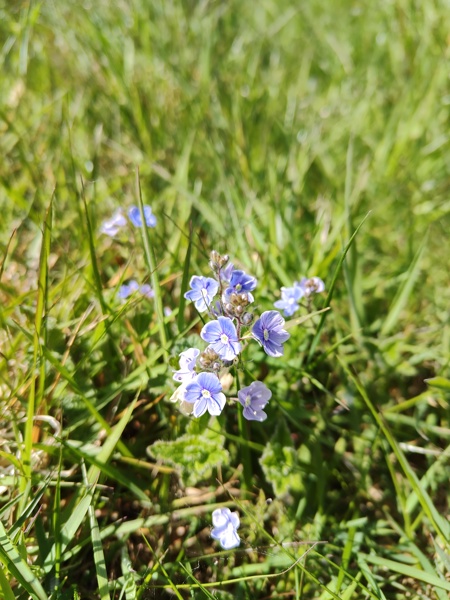 Germander Speedwell Veronica chamaedrys Lus-chray chadjin