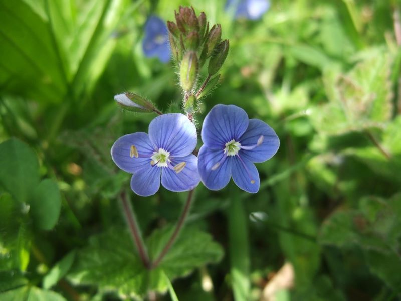 Germander Speedwell Veronica chamaedrys Lus-chray chadjin