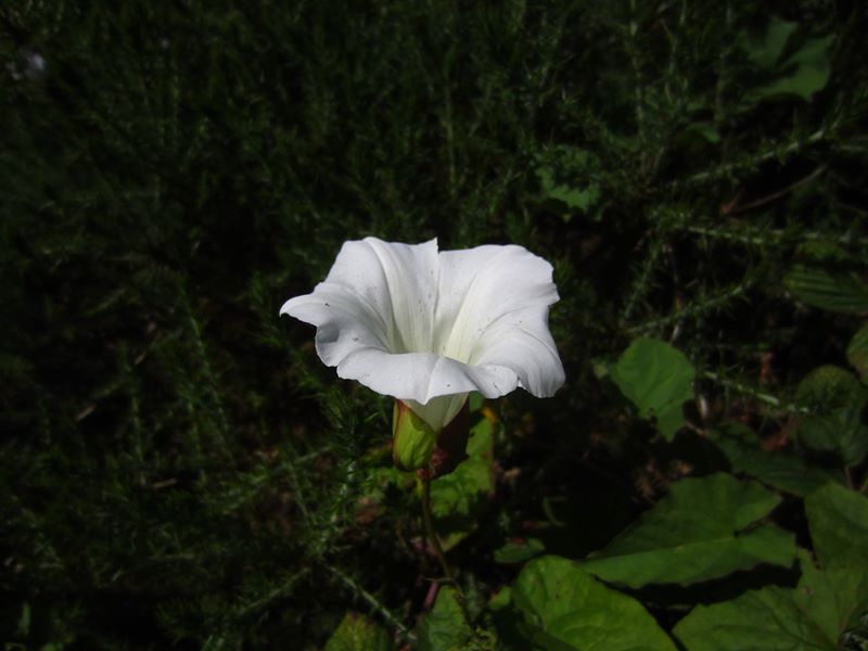 Giant Bindweed Calystegia silvatica lus y lheaney