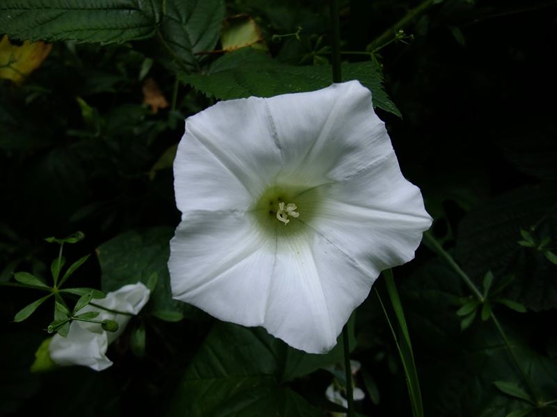 Giant Bindweed Calystegia silvatica lus y lheaney