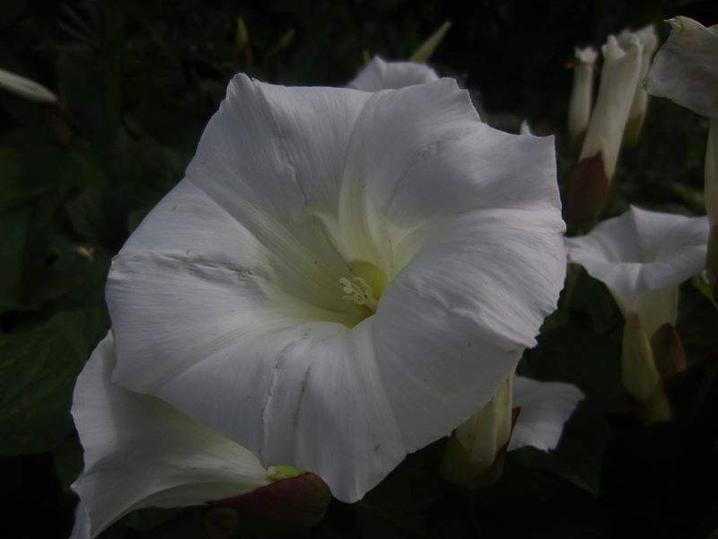 Giant Bindweed Calystegia silvatica lus y lheaney