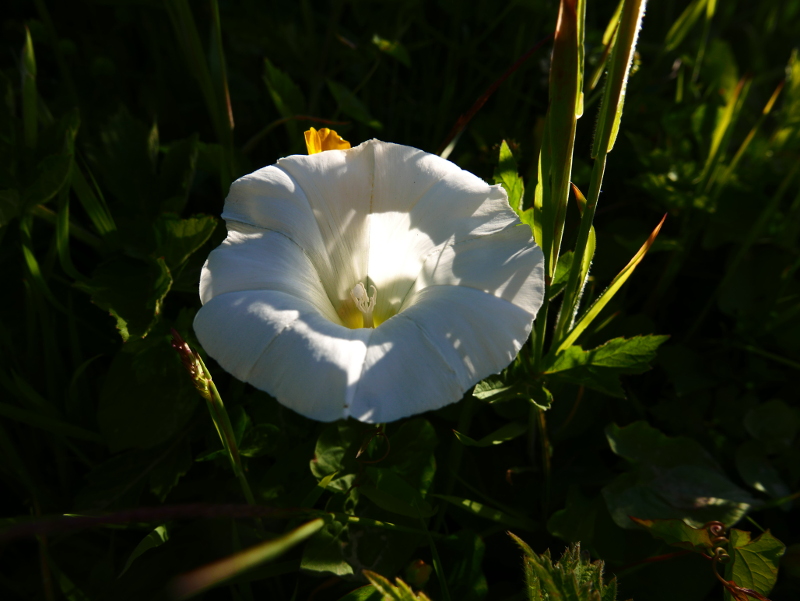 Giant Bindweed Calystegia silvatica lus y lheaney