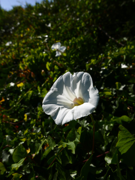 Giant Bindweed Calystegia silvatica lus y lheaney