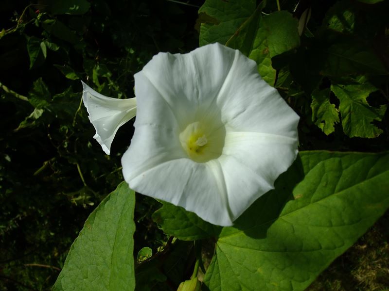 Giant Bindweed Calystegia silvatica lus y lheaney