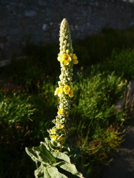 Great Mullein Verbascum thapsus Cainle-Woirrey