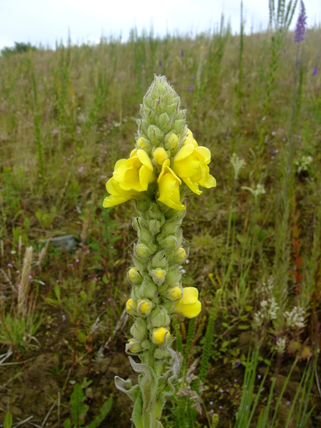 Great Mullein Verbascum thapsus Cainle-Woirrey