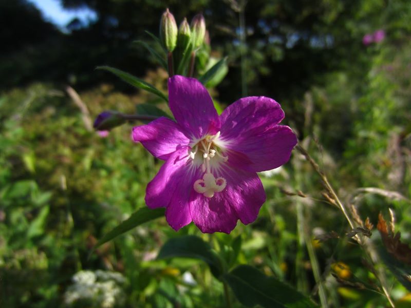 Great Willowherb Epilobium hirsutum Shellaghan mooar