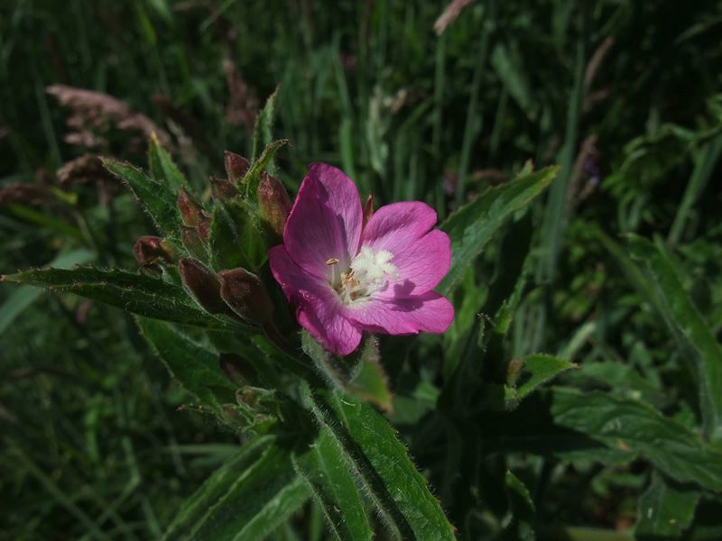 Great Willowherb Epilobium hirsutum Shellaghan mooar